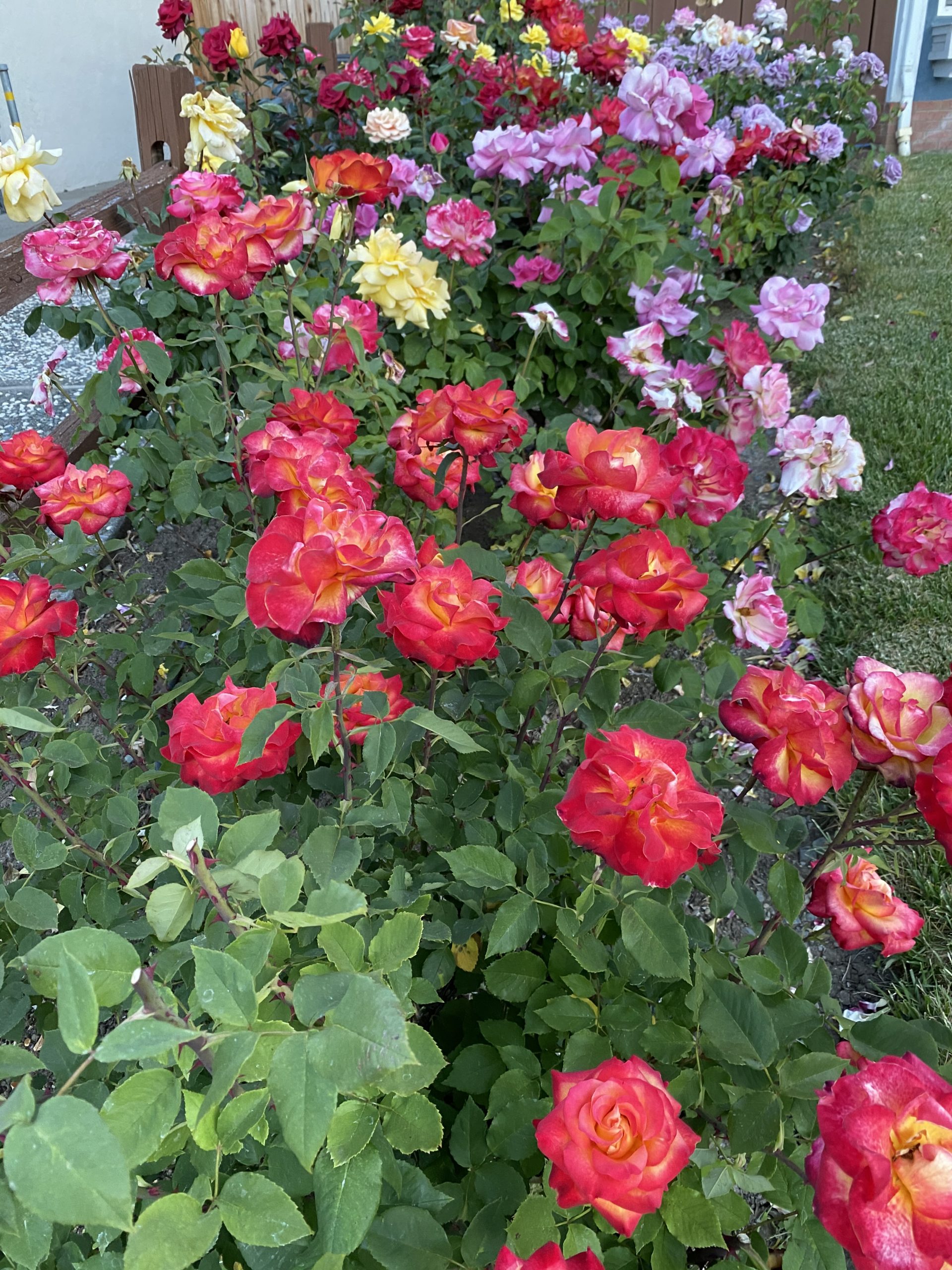 IMG_0868 Selling Dana Estates Homes for Sale in the Dana Estates