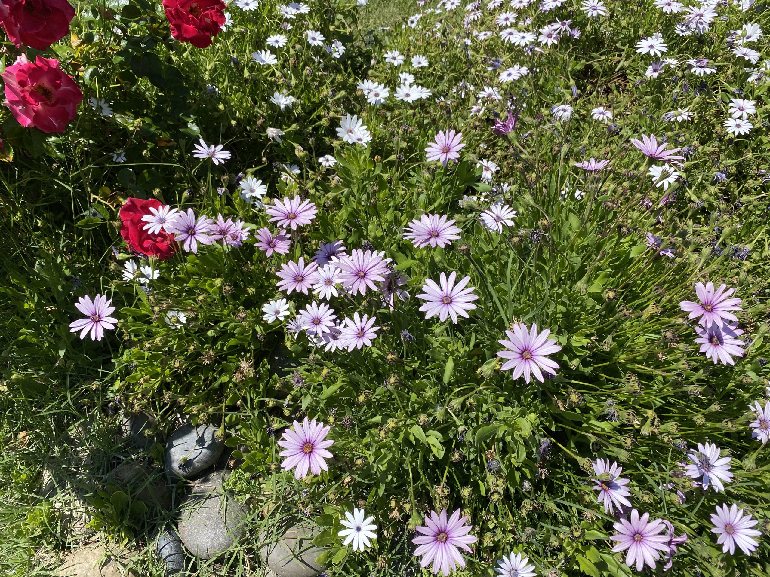 IMG_0879 Selling Dana Estates Homes for Sale in the Dana Estates