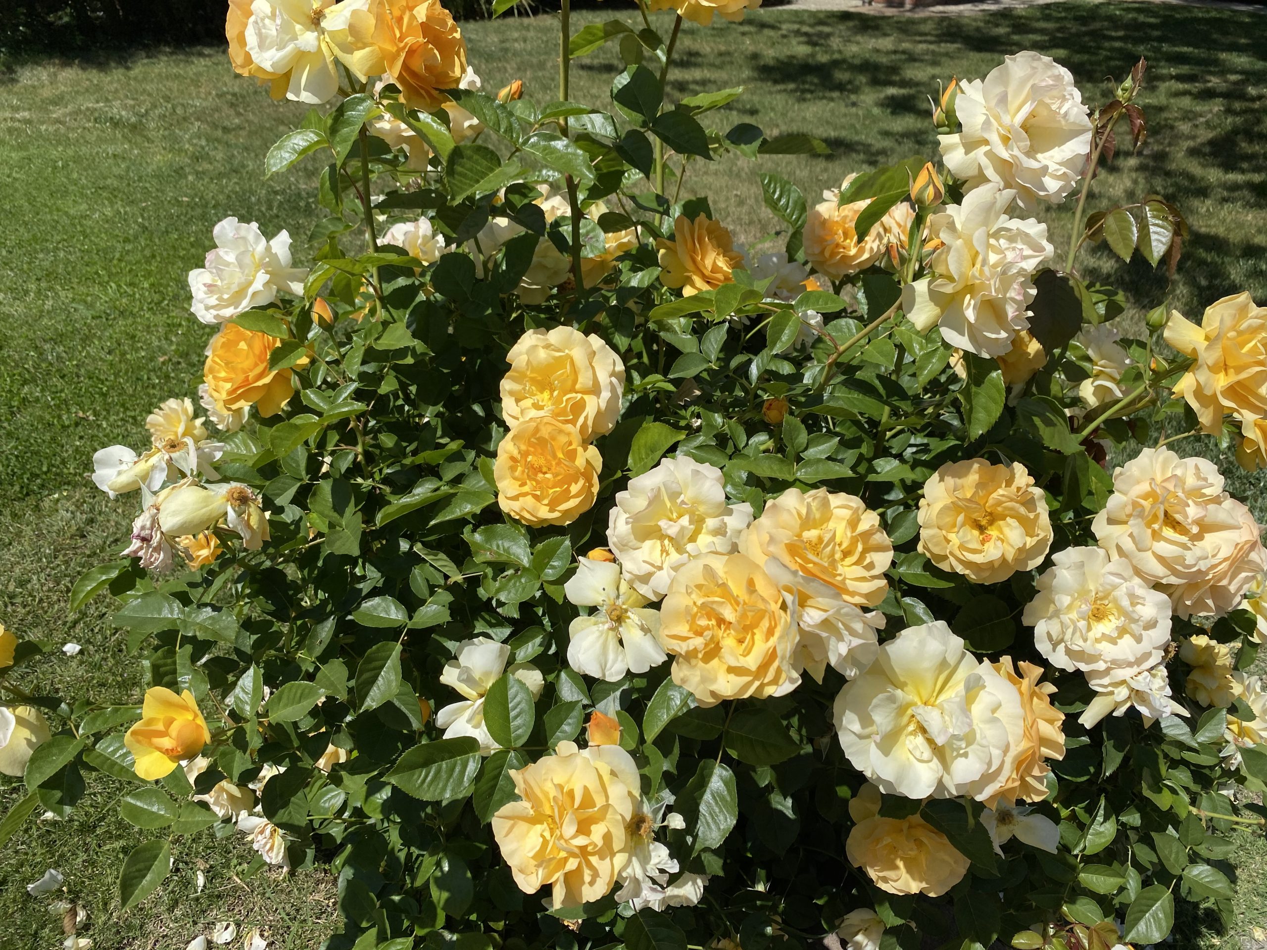 IMG_0880 Selling Dana Estates Homes for Sale in the Dana Estates