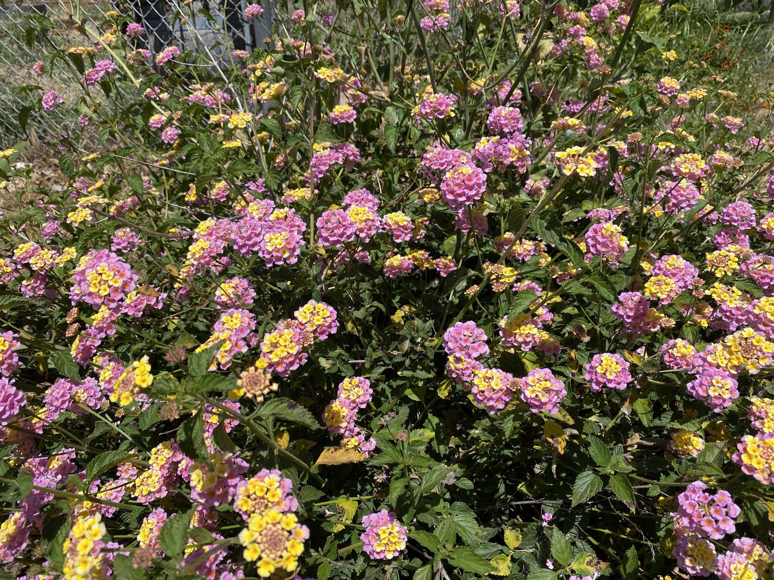 IMG_0917 Selling Dana Estates Homes for Sale in the Dana Estates